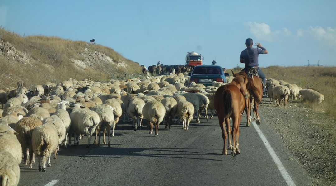 Schafe und Reiter auf einer Straße in Armenien